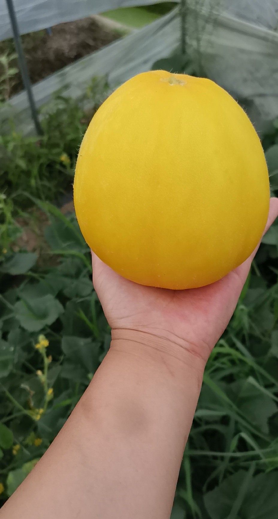 高品质黄皮甜瓜,种植户瓜农的首选品种