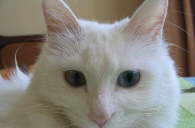 田园土猫被我们忽略太久了,其实它们才是,最值得养的猫咪品种|猫咪|土猫|猫_新浪新闻