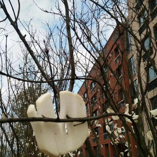 宿舍楼下的树开出 梨花 网友涮火锅味道最佳 梨花 萝卜片 招儿 新浪新闻