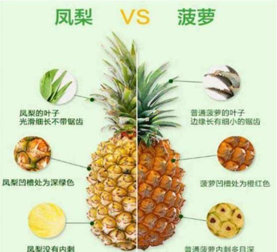 你只知凤梨菠萝好吃,却不知1个部位是一味“神奇”的中药