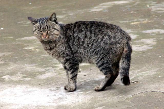 看起来凶悍的猫,有也它害怕的东西|猫咪|猫|宠物_新浪新闻