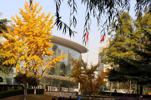 石家庄长安公园的银杏树,这个深秋藏着闹市中的那抹金色,美!