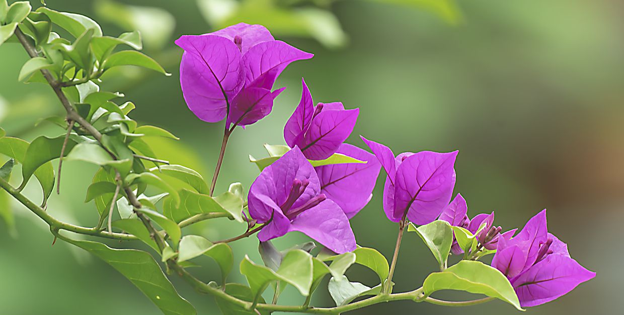 三个红艳艳的苞片捧着一颗洁白的心 送来一片红红火火|苞片|三角梅