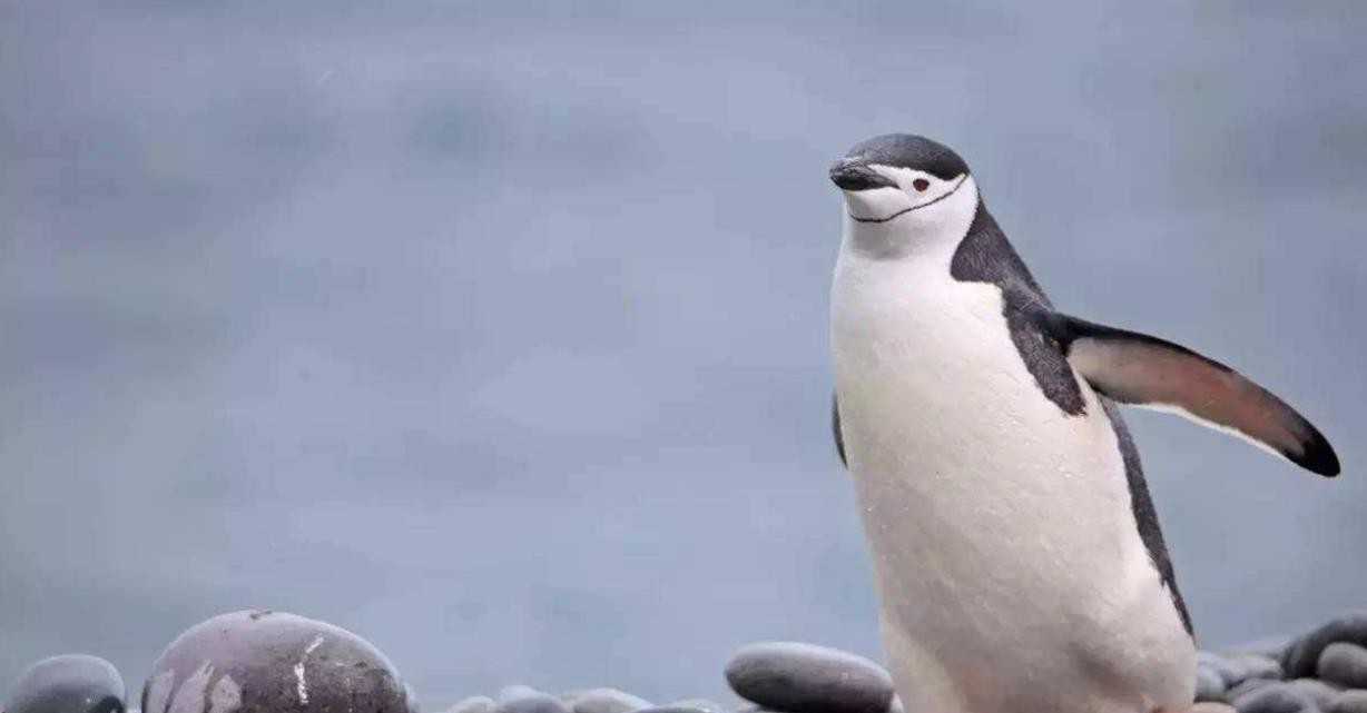 你对颊带企鹅的了解有多少