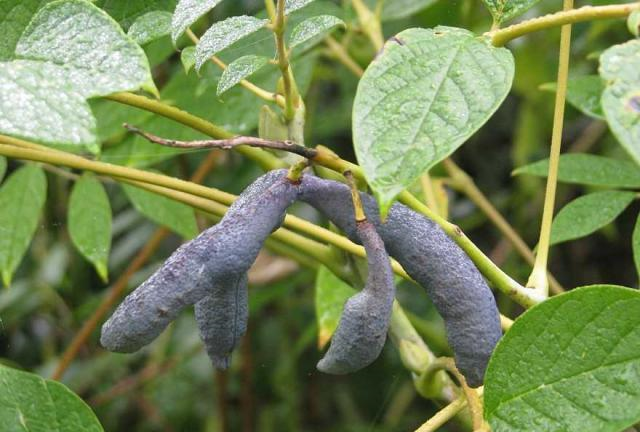 这种植物在乡下叫猫儿子,虽然名字难听但味道不俗,你们见过吗?