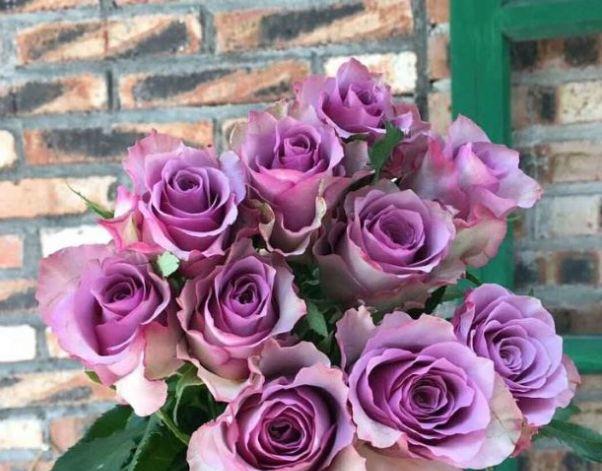 养花就养高档玫瑰紫皇后花开高贵冷艳端庄秀丽