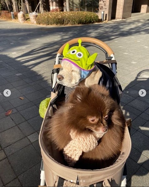 blackpink成员jennie社交网站发与宠物犬合影