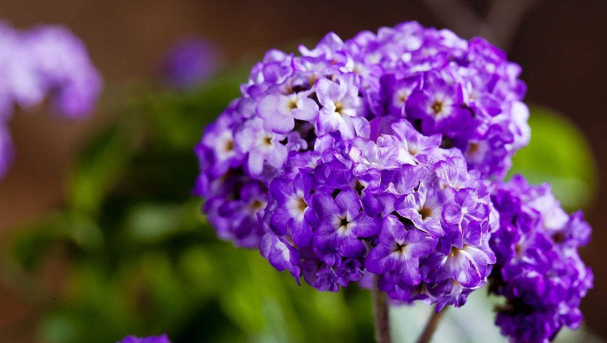 香水草,开花较美,具有香味,是加工香水,香料的重要花卉!