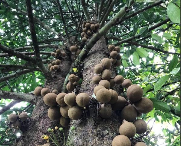 印尼的这种水果吃了能让人秒变香妃放屁都带花香味