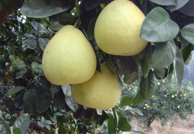 这种堪称美容利器的水果,却少有人知道它的名字,你一定也吃过