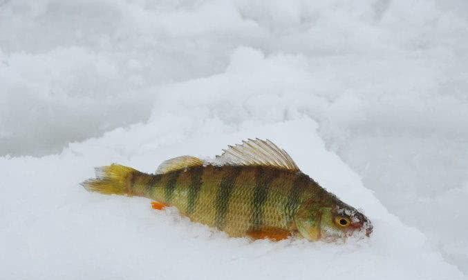 冰钓鱼种"五道黑"因身上有5或7条黑色条纹而得名