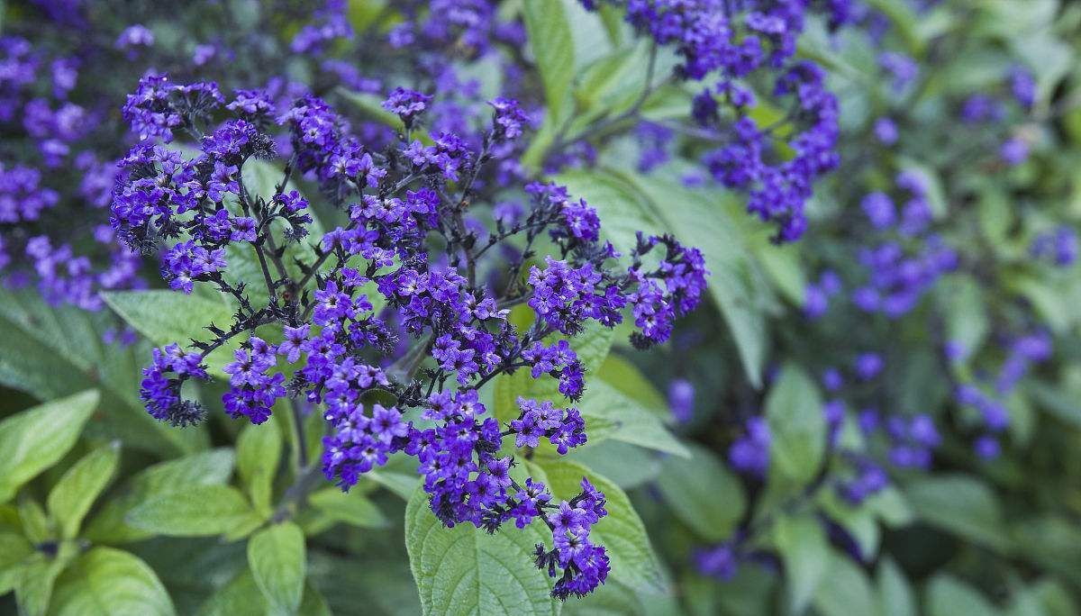香水草,开花较美,具有香味,是加工香水,香料的重要花卉!