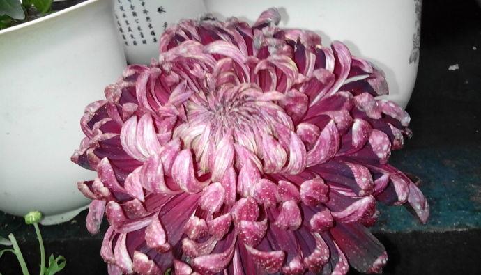 喜欢菊花,不如养盆"菊中精品"红宝石,似灿烂红霞,红艳美丽!