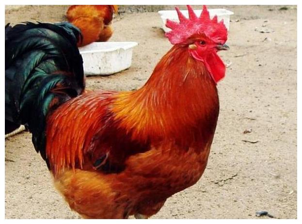 鸡爪子_鸡爪子最新消息,新闻,图片,视频_聚合阅读_新浪网