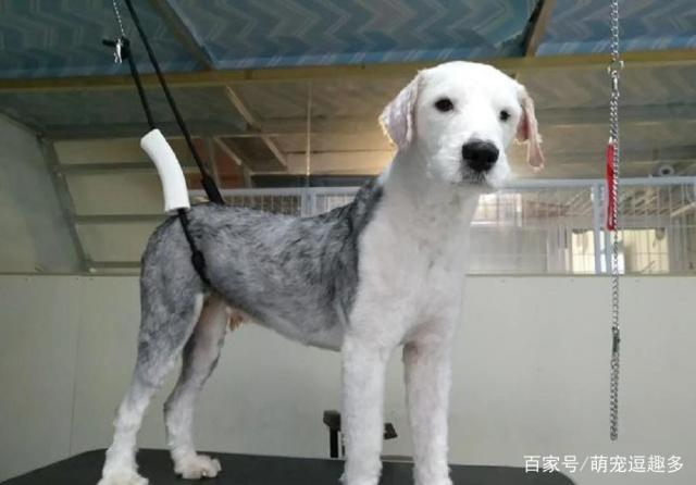 好像变了个品种狗生第一次神清气爽~|古牧|主人|长毛_新浪网