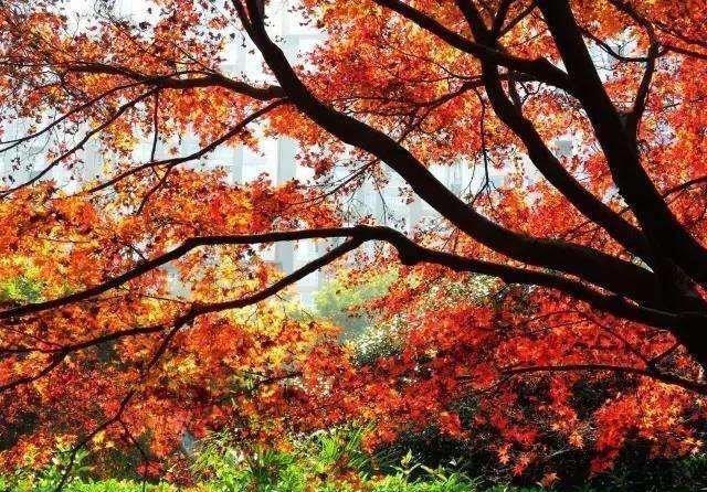 蓝山红枫谷观赏指南 永州旅游交通攻略