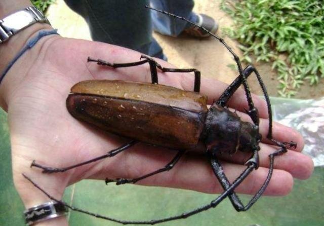 这种甲虫就是泰坦甲虫,又名巨甲虫,泰坦大天牛,主要生活于哥伦比亚