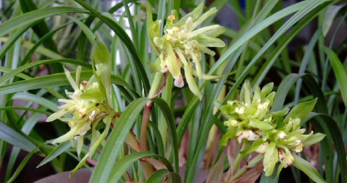 客厅养盆"玫瑰精品"探索者,层层花开,寓意浪漫暧昧