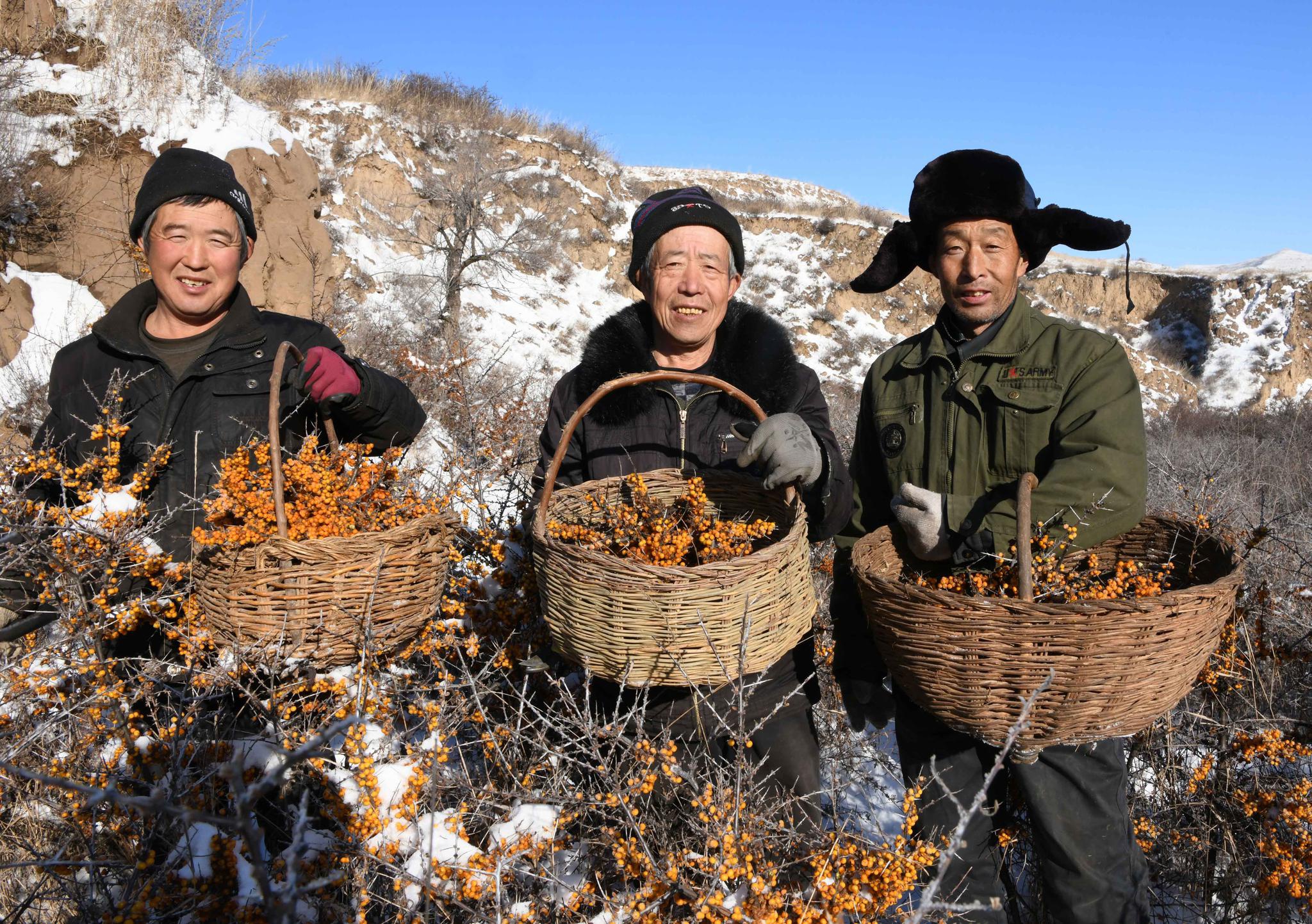 蚂蚁森林种出"ma沙棘" 饮料,马云尝了后点赞:收益全捐了!