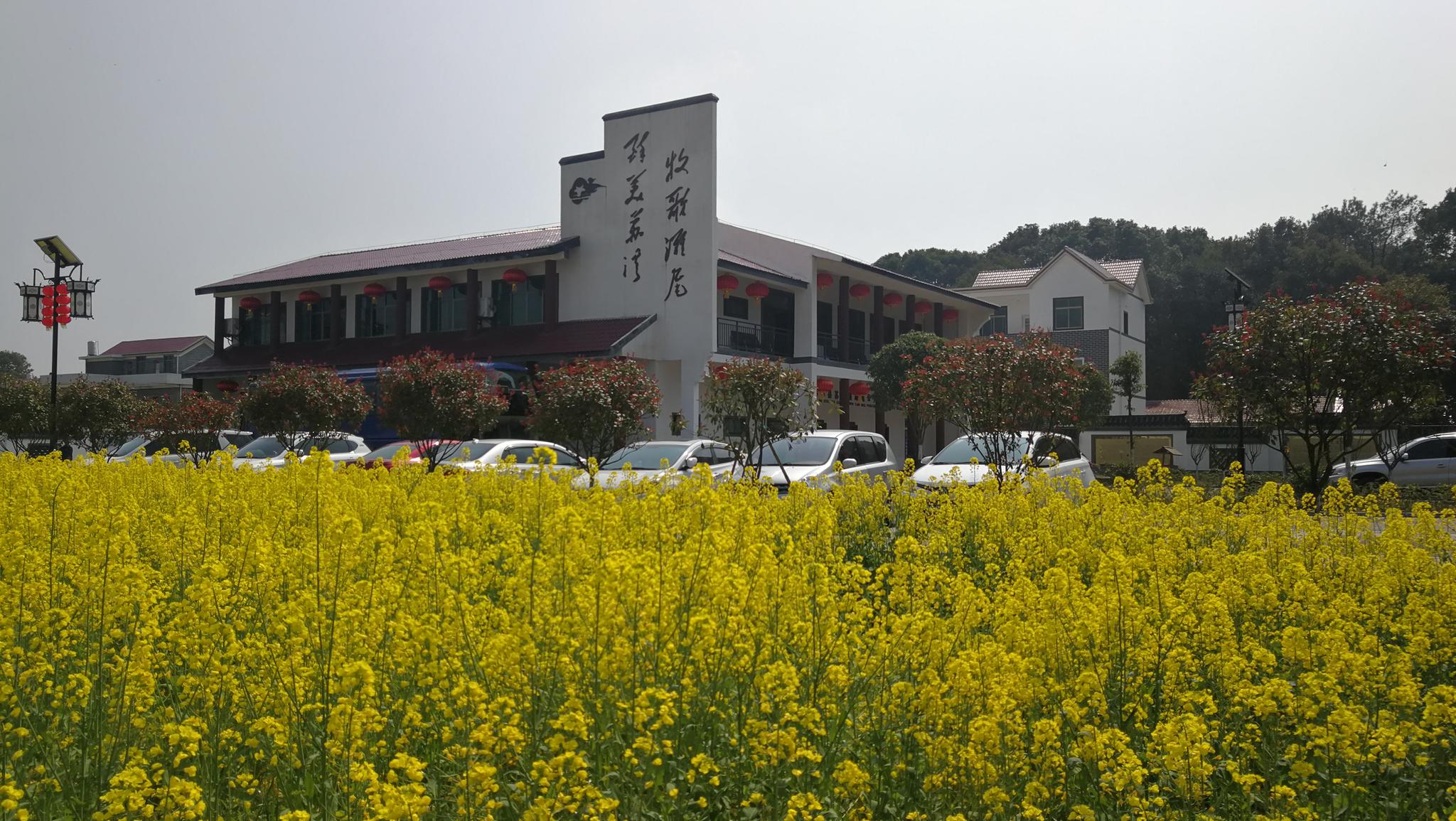 美丽乡村:泰和县苏溪牧歌滩尾生态村古樟葱郁 绿草如茵