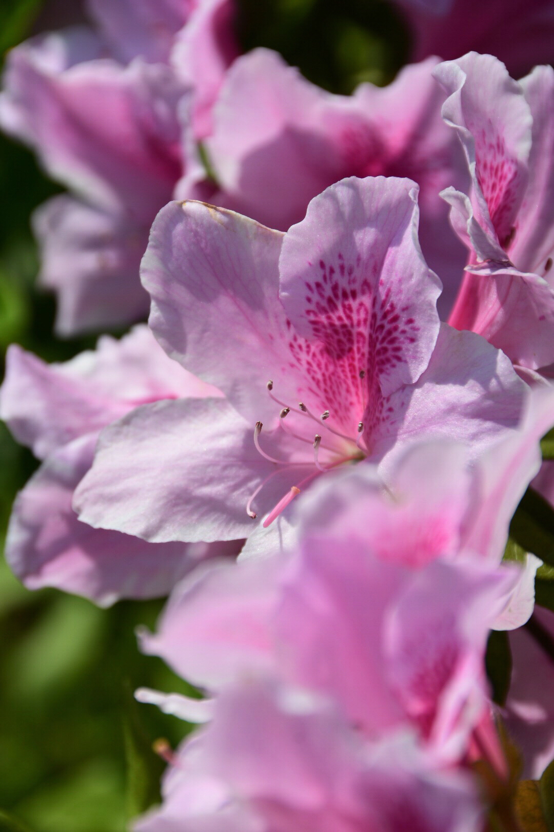 园艺品种近万种的杜鹃花之粉色杜鹃原创