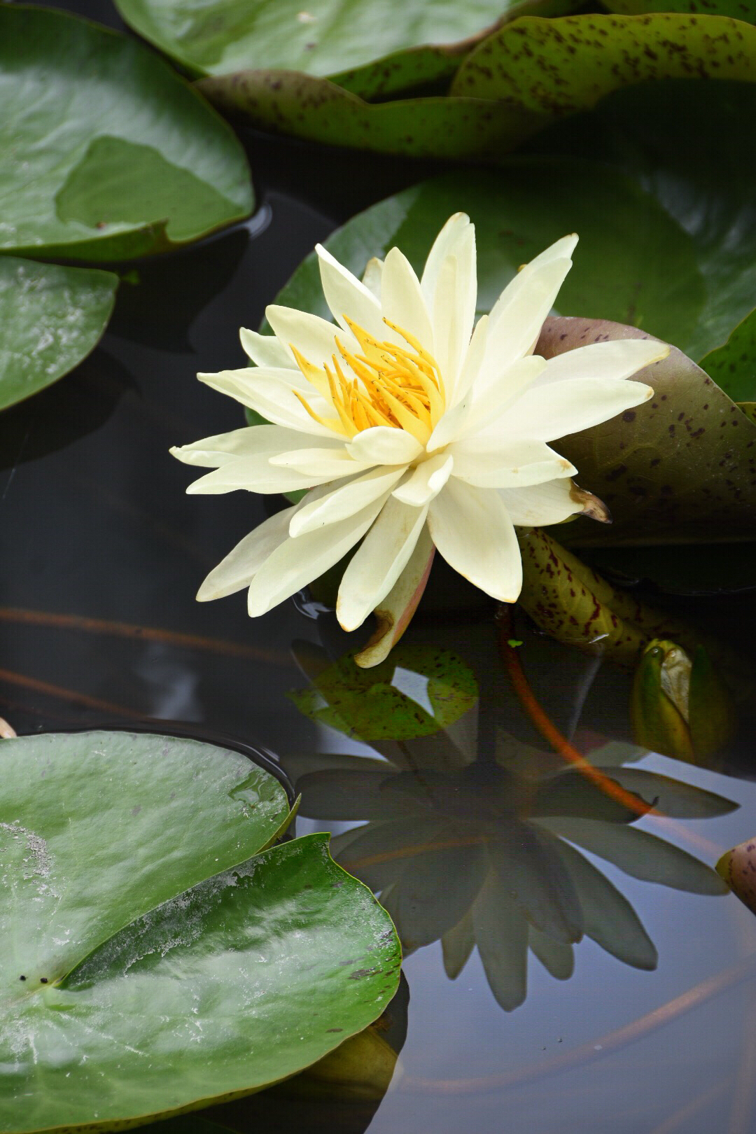 淡黄色的睡莲绽放初夏的颜色