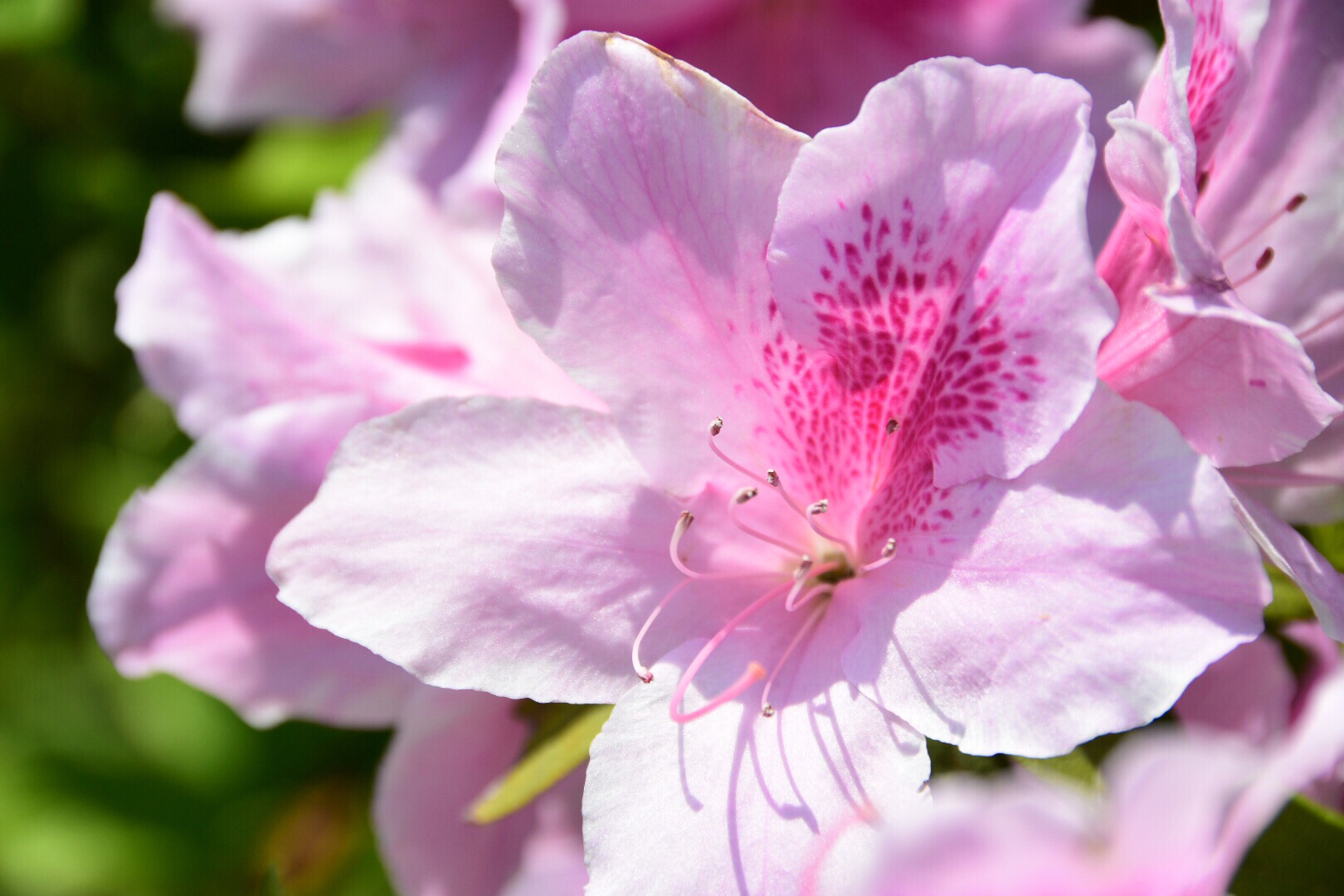 园艺品种近万种的杜鹃花之粉色杜鹃原创