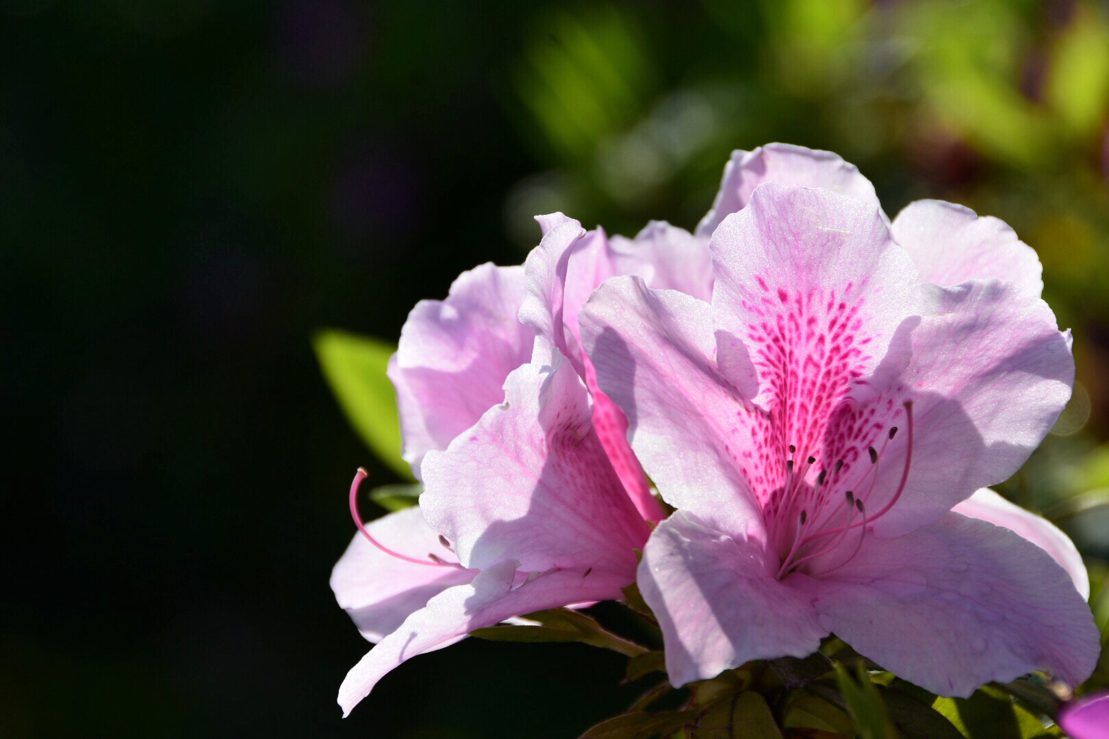 园艺品种近万种的杜鹃花之粉色杜鹃原创