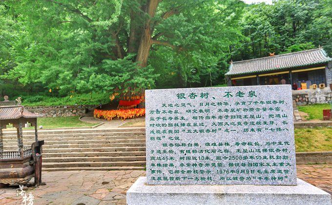 王屋山下有颗千年银杏树有着千年古银杏华夏一奇观的美誉