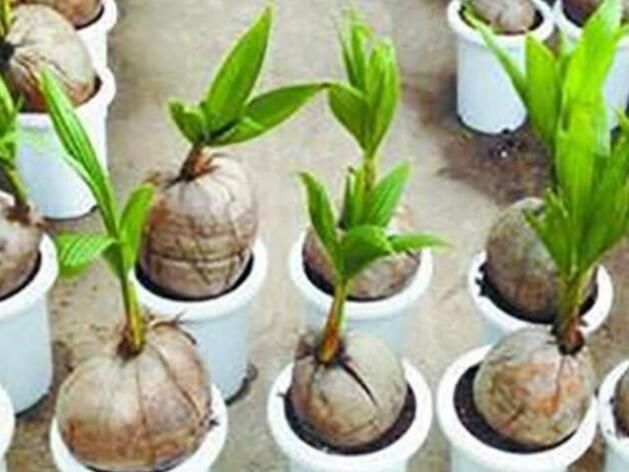 椰子也能在花盆里面养 看完终于明白了