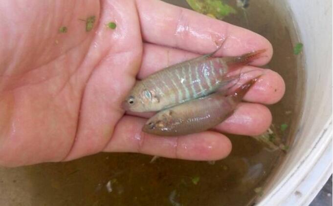 河里钓到几条花鱼,附近大爷轮番攻击让我必须放生