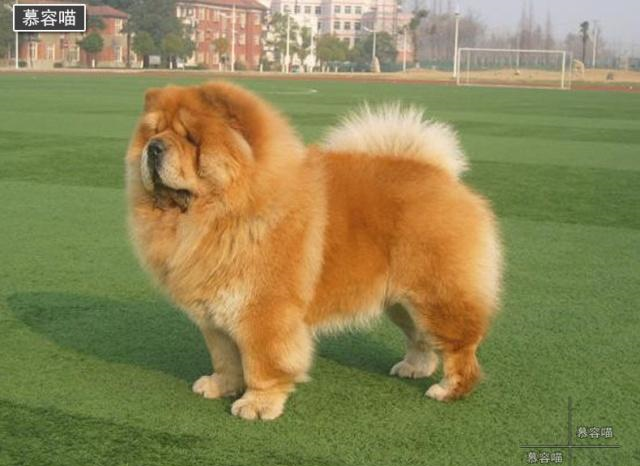 胖嘟嘟的松狮犬毛长又厚实,对长毛的狗狗应该如何护理毛发呢_新浪新闻