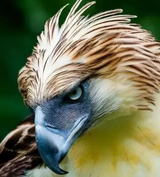 世界上最大的食猿雕可从千米高空俯冲像捏豆腐一般抓猴子