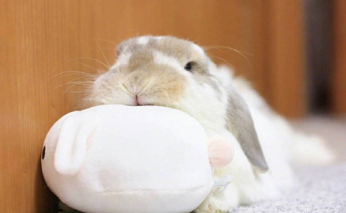 荷兰垂耳兔,这软软的小圆脑袋 一看就很好揉