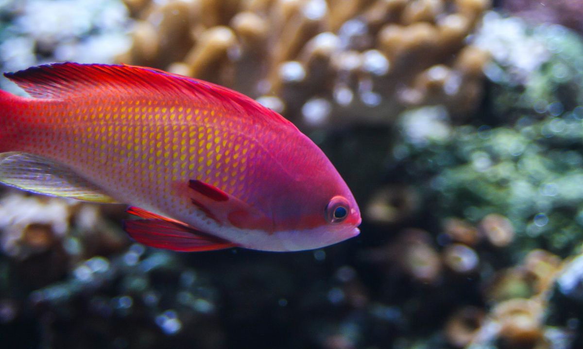 知道卵胎生鱼类的繁殖是怎样形成的吗 一起来学习一下吧 下