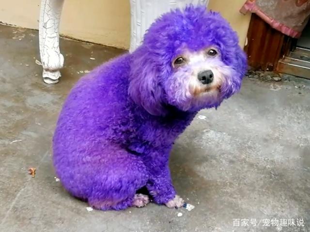 狗狗染毛美甲别把人类的审美强加于狗身上,这样只会害了它