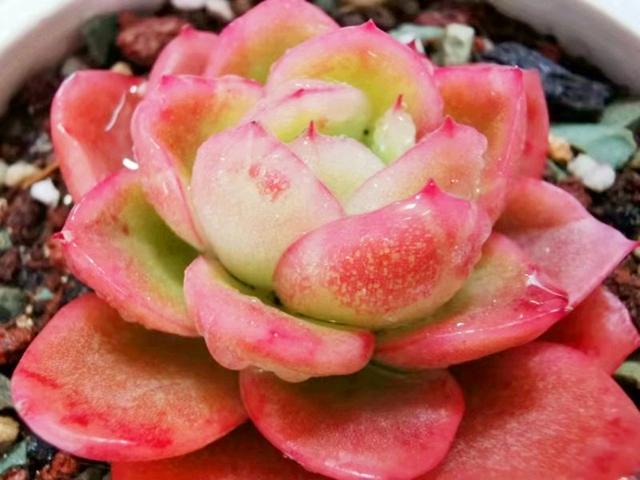 想让多肉玉杯东云 一年就长成多头群生 这些细节很关键