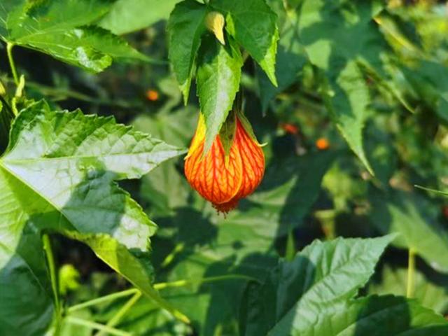 现在温室扦插金铃花,明年春天,阳台开满美丽的小铃铛