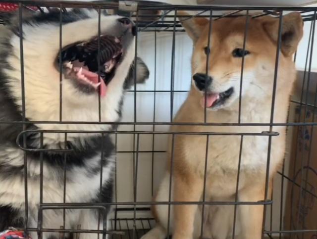 阿拉咬笼子被柴犬吼的一脸委屈,柴犬却满脸笑容,阿拉等我长大