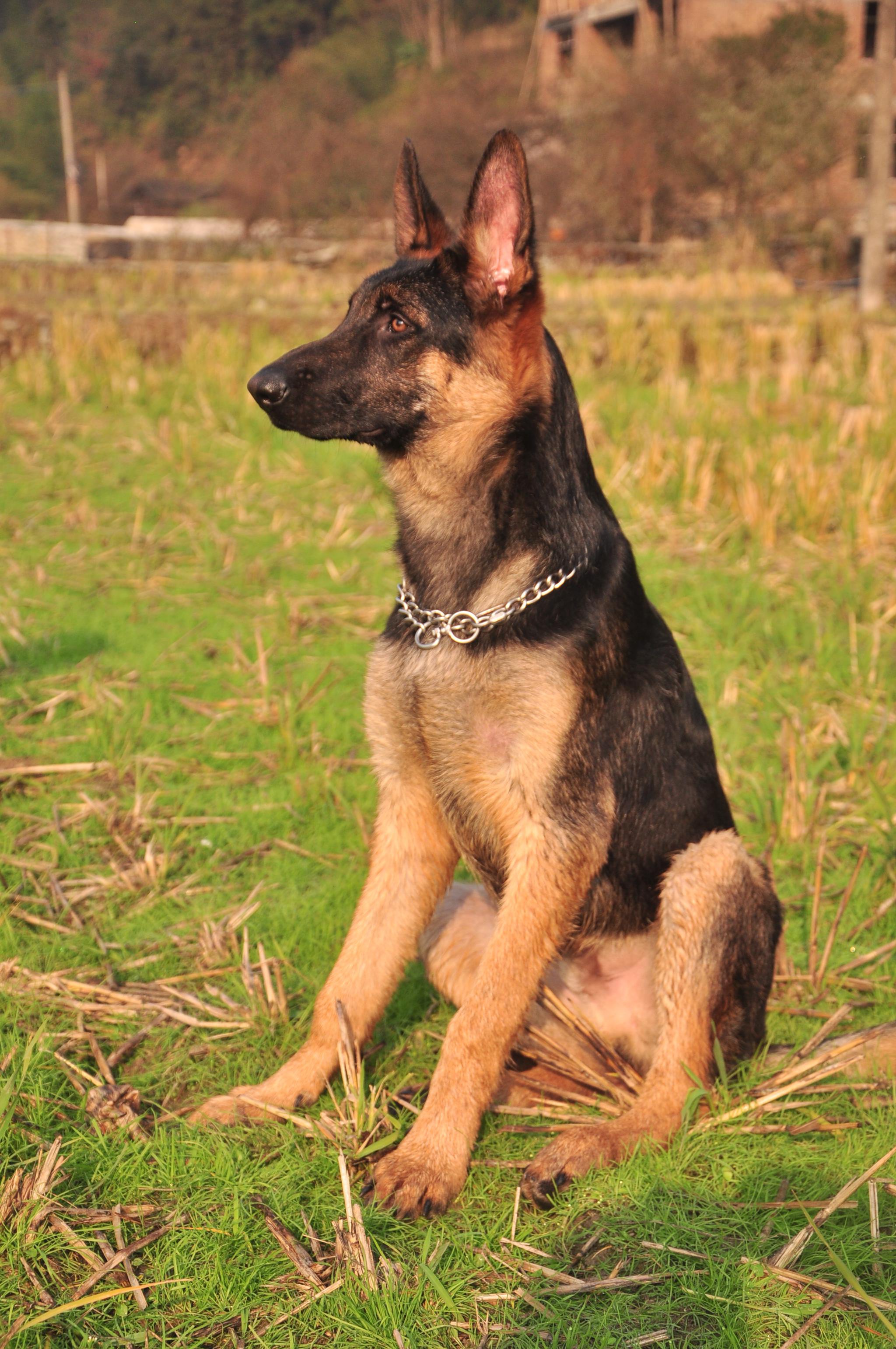 一只被原主人养废塌背的德牧遇到新主人的善待开始健康成长