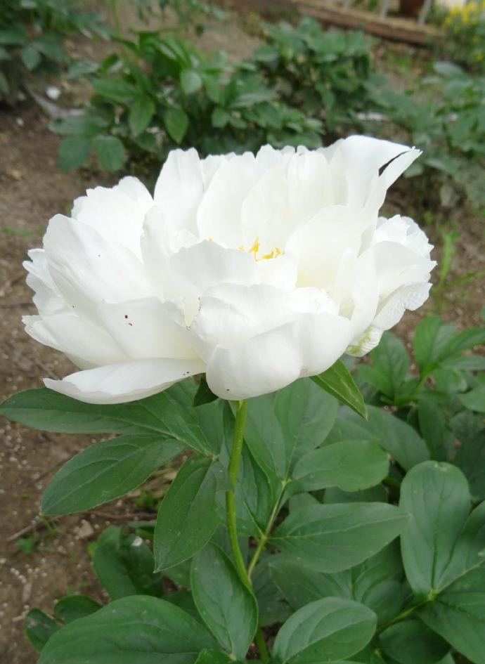 喜欢菊花,不如养盆"芍药珍品"白玉盘,与牡丹媲美,素雅高洁!__财经头条