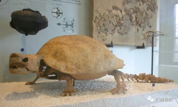 生活了3000万年最巨型陆龟,卷角龟却被人类用300年吃灭绝|龟|陆龟|角_新浪新闻