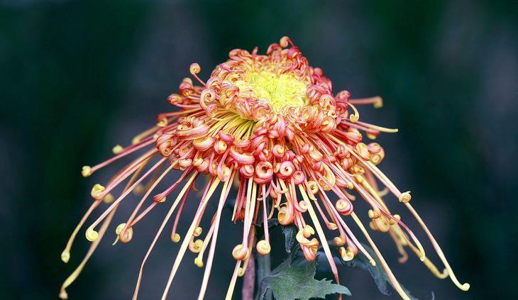 喜欢菊花,就养盆"九大名菊"飞鸟美人,似美人起舞,娇艳妖娆!