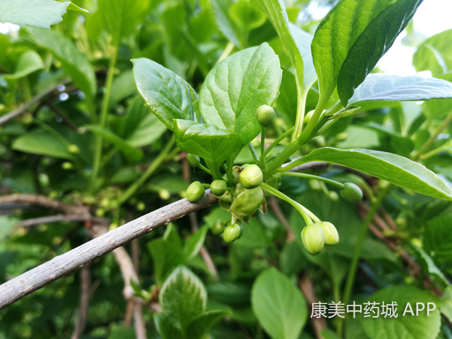 霜冻突袭东北后五味子生长状况如何