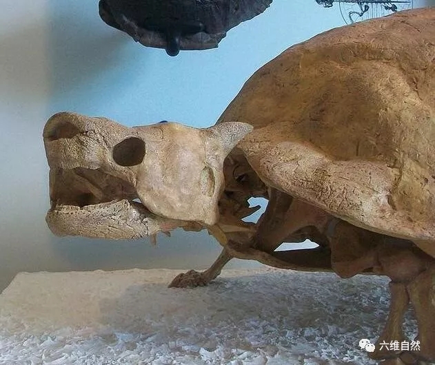 生活了3000万年最巨型陆龟,卷角龟却被人类用300年吃灭绝|龟|陆龟|角_新浪新闻