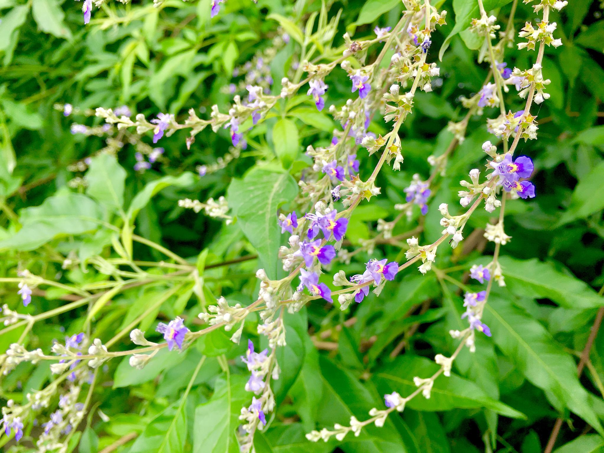 这就是荆条树,淡紫色的花酿的荆条蜜好喝