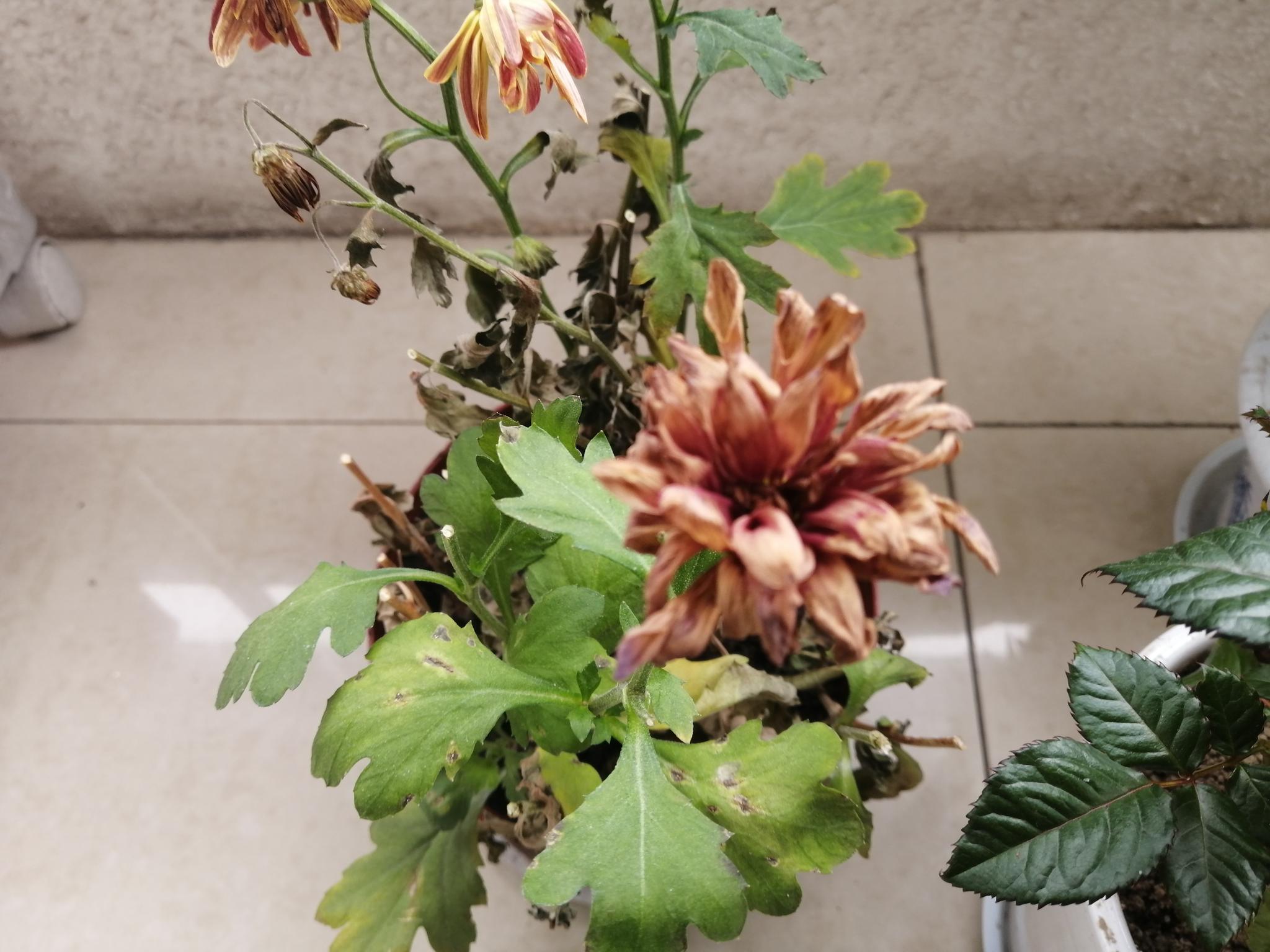鼠年正月初四 来阳台上看看荷兰菊 枯花姿尤在 鼠年正月初四 来阳台上看看荷兰菊 枯花姿尤在