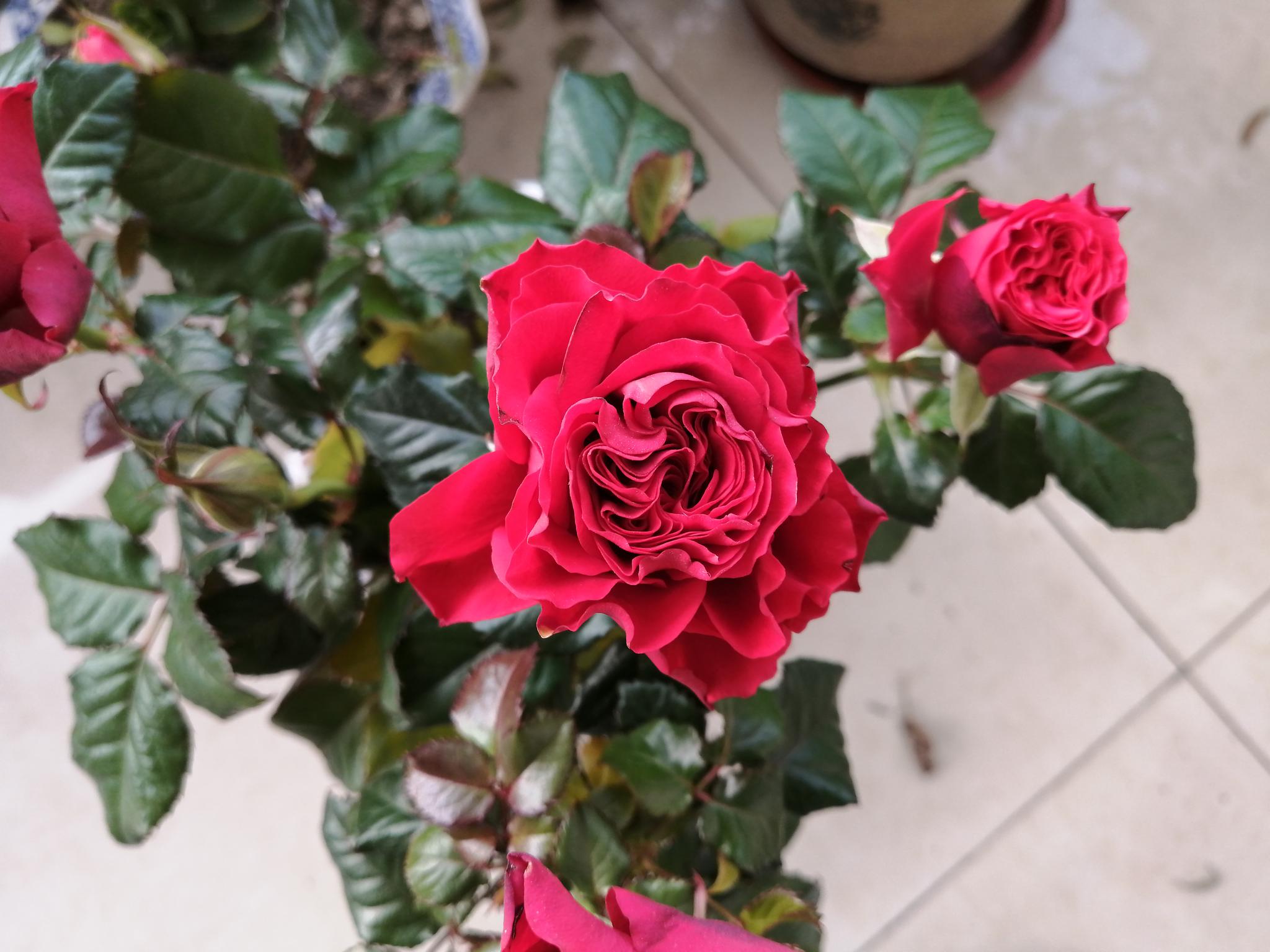 鼠年正月十二 来阳台上欣赏玫瑰花 花儿自然绽放