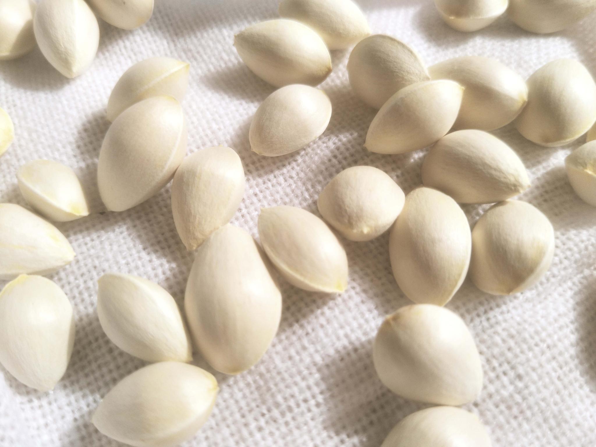 白色的银杏核,原创拍摄