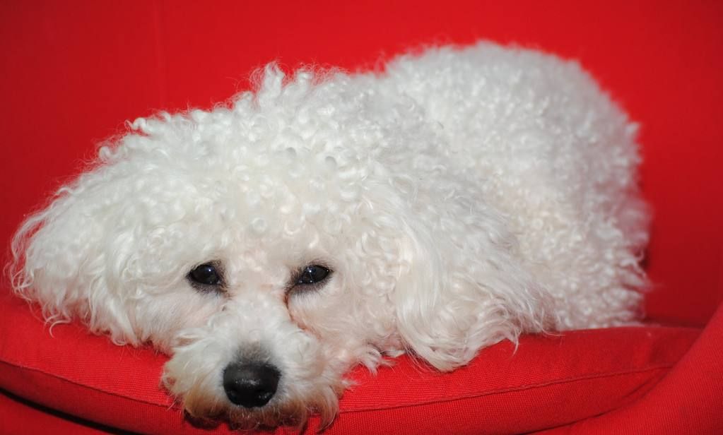 卷毛比熊犬13世纪前在欧洲就有了,特别受到西班牙人的青睐!